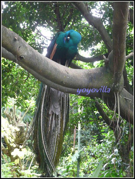 馬來西亞 吉隆坡 鳥園 Bird Park, Kualu Lumpur, Malaysia