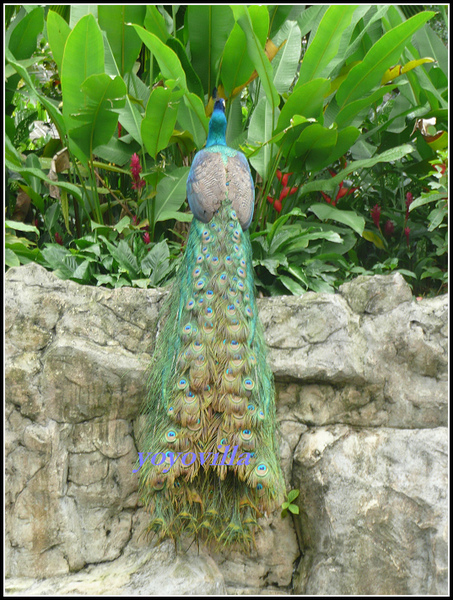 馬來西亞 吉隆坡 鳥園 Bird Park, Kualu Lumpur, Malaysia