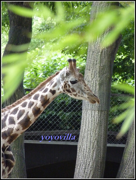 德國 漢堡 哈根貝克動物園 Tierpark Hagenbeck, Hamburg, Deutschland