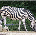 德國 漢堡 哈根貝克動物園 Tierpark Hagenbeck, Hamburg, Deutschland