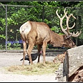 德國 漢堡 哈根貝克動物園 Tierpark Hagenbeck, Hamburg, Deutschland