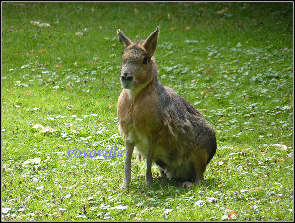 德國 漢堡 哈根貝克動物園 Tierpark Hagenbeck, Hamburg, Deutchland