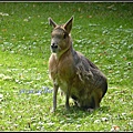 德國 漢堡 哈根貝克動物園 Tierpark Hagenbeck, Hamburg, Deutschland