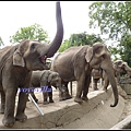 德國 漢堡 哈根貝克動物園 Tierpark Hagenbeck, Hamburg, Deutschland