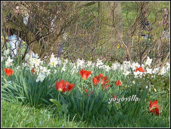 德國 櫻花盛開 German spring time