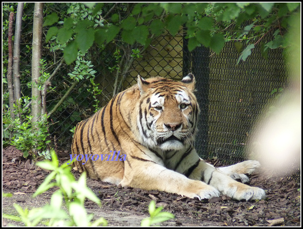 德國 漢堡 哈根貝克動物園 Tierpark Hagenbeck, Hamburg, Deutchland