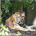 德國 漢堡 哈根貝克動物園 Tierpark Hagenbeck, Hamburg, Deutschland