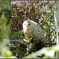 德國 漢堡 哈根貝克動物園 Tierpark Hagenbeck, Hamburg, Deutschland