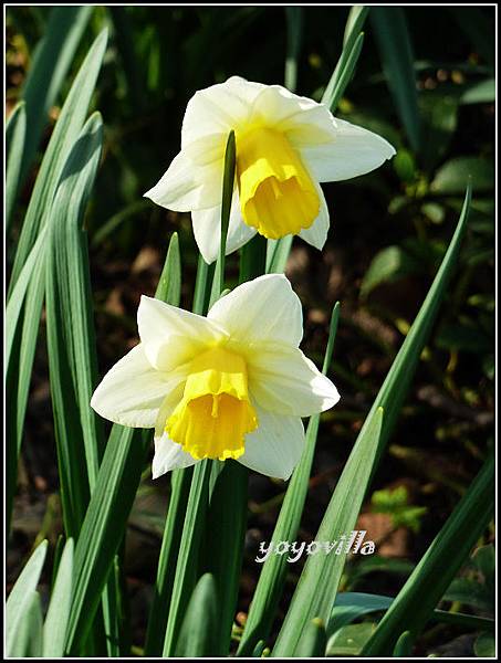 德國 櫻花盛開 German spring time