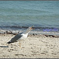 法國 蔚藍海岸 尼斯海邊 Nice, Côte d'Azur, France