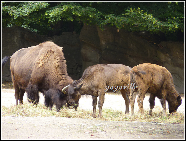 德國 漢堡 哈根貝克動物園 Tierpark Hagenbeck, Hamburg, Deutschland