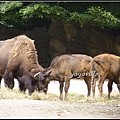 德國 漢堡 哈根貝克動物園 Tierpark Hagenbeck, Hamburg, Deutschland