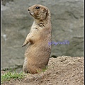 德國 漢堡 哈根貝克動物園 Tierpark Hagenbeck, Hamburg, Deutschland