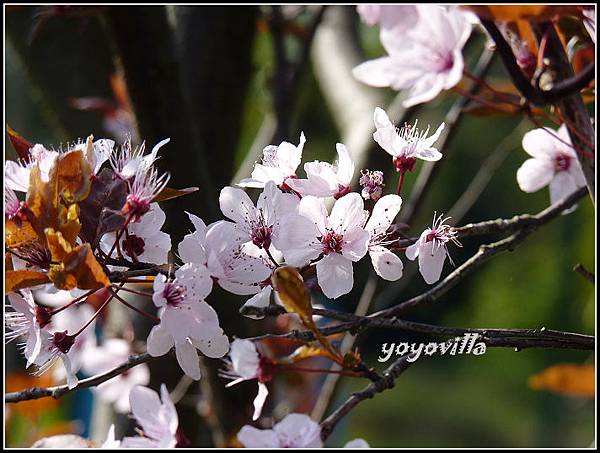 德國 春天 German spring time