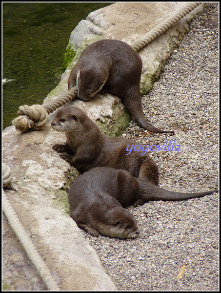 德國 漢堡 哈根貝克動物園 Tierpark Hagenbeck, Hamburg, Deutschland