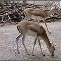 德國 漢堡 哈根貝克動物園 Tierpark Hagenbeck, Hamburg, Deutschland