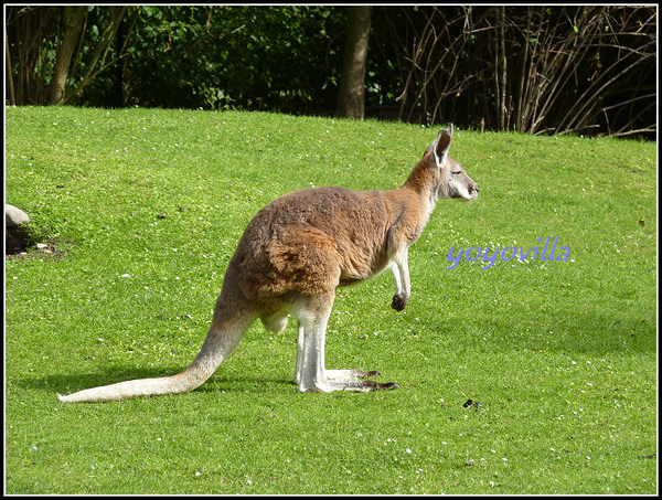 德國 漢堡 哈根貝克動物園 Tierpark Hagenbeck, Hamburg, Deutschland