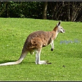 德國 漢堡 哈根貝克動物園 Tierpark Hagenbeck, Hamburg, Deutschland