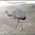 德國 漢堡 哈根貝克動物園 Tierpark Hagenbeck, Hamburg, Deutschland