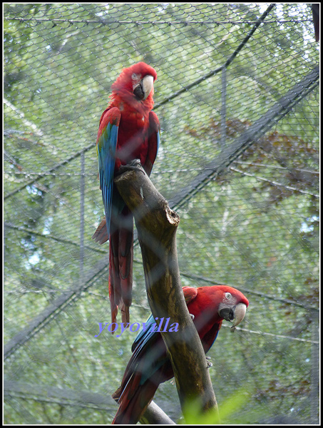 德國 漢堡 哈根貝克動物園 Tierpark Hagenbeck, Hamburg, Deutschland