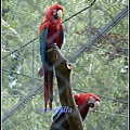 德國 漢堡 哈根貝克動物園 Tierpark Hagenbeck, Hamburg, Deutschland