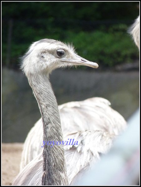 德國 漢堡 哈根貝克動物園 Tierpark Hagenbeck, Hamburg, Deutschland