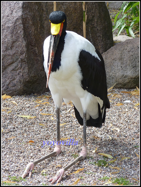 德國 漢堡 哈根貝克動物園 Tierpark Hagenbeck, Hamburg, Deutschland