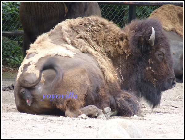 德國 漢堡 哈根貝克動物園 Tierpark Hagenbeck, Hamburg, Deutschland
