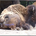 德國 漢堡 哈根貝克動物園 Tierpark Hagenbeck, Hamburg, Deutschland