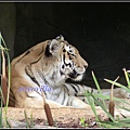 德國 漢堡 哈根貝克動物園 Tierpark Hagenbeck, Hamburg, Deutschland