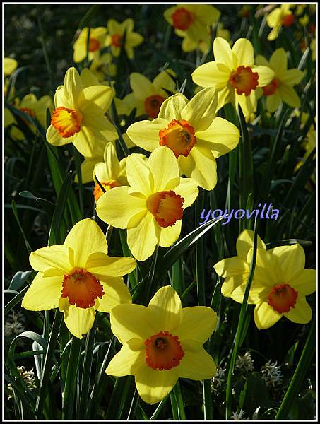 德國 櫻花盛開 German spring time