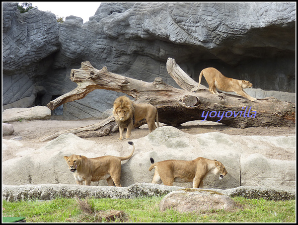 德國 漢堡 哈根貝克動物園 Tierpark Hagenbeck, Hamburg, Deutchland