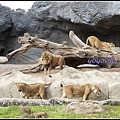 德國 漢堡 哈根貝克動物園 Tierpark Hagenbeck, Hamburg, Deutschland