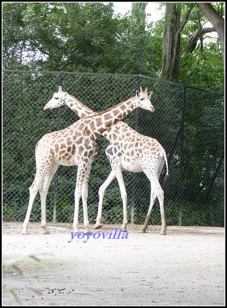 德國 漢堡 哈根貝克動物園 Tierpark Hagenbeck, Hamburg, Deutchland