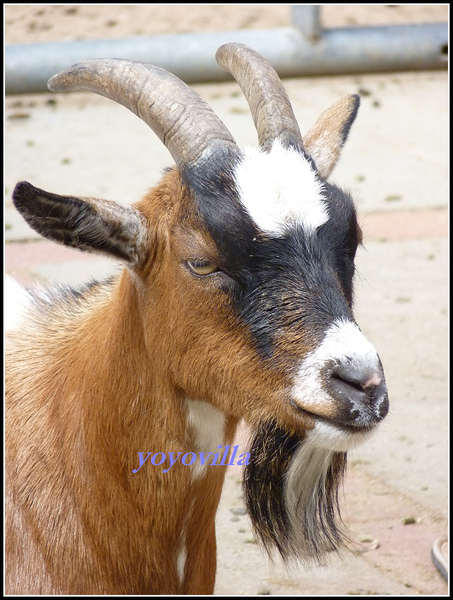 德國 漢堡 哈根貝克動物園 Tierpark Hagenbeck, Hamburg, Deutschland