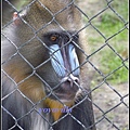 德國 漢堡 哈根貝克動物園 Tierpark Hagenbeck, Hamburg, Deutschland