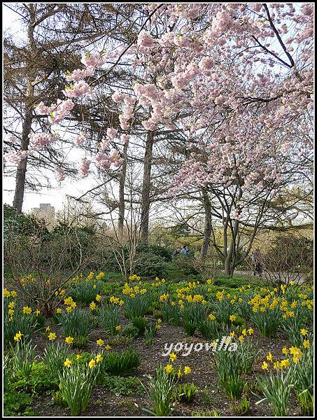 德國 櫻花盛開 German spring time