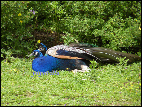 德國 漢堡 哈根貝克動物園 Tierpark Hagenbeck, Hamburg, Deutschland