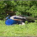 德國 漢堡 哈根貝克動物園 Tierpark Hagenbeck, Hamburg, Deutschland