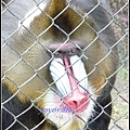 德國 漢堡 哈根貝克動物園 Tierpark Hagenbeck, Hamburg, Deutschland