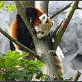 德國 漢堡 哈根貝克動物園 Tierpark Hagenbeck, Hamburg, Deutschland