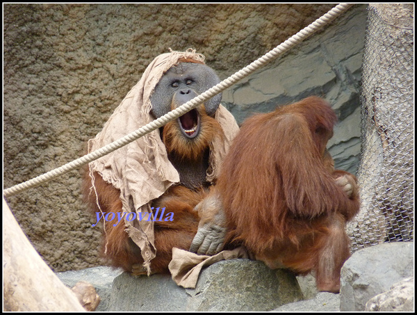 德國 漢堡 哈根貝克動物園 Tierpark Hagenbeck, Hamburg, Deutschland