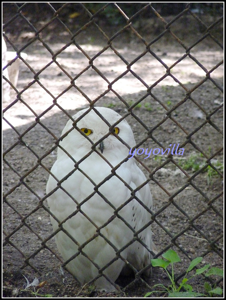 德國 漢堡 哈根貝克動物園 Tierpark Hagenbeck, Hamburg, Deutschland