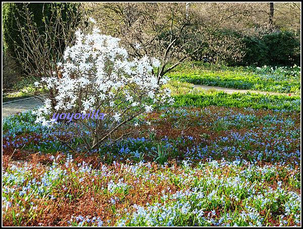 德國 櫻花盛開 German spring time