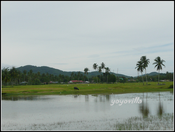 馬來西亞 蘭卡威 鄉村景色 Langkawi, Malaysia 