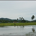 馬來西亞 蘭卡威 鄉村景色 Langkawi, Malaysia 