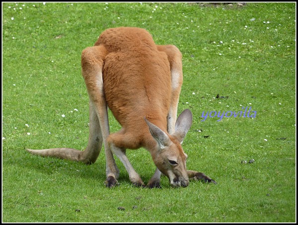 德國 漢堡 哈根貝克動物園 Tierpark Hagenbeck, Hamburg, Deutschland