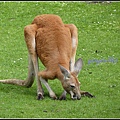 德國 漢堡 哈根貝克動物園 Tierpark Hagenbeck, Hamburg, Deutschland