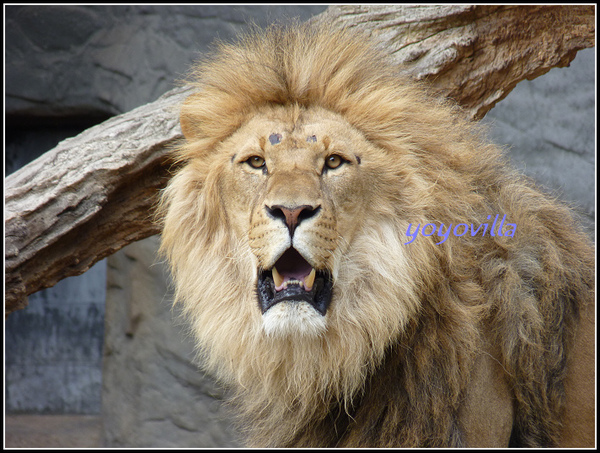 德國 漢堡 哈根貝克動物園 Tierpark Hagenbeck, Hamburg, Deutschland