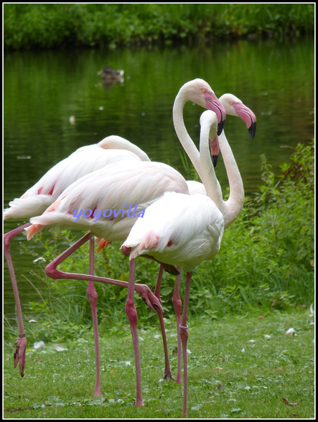 德國 漢堡 哈根貝克動物園 Tierpark Hagenbeck, Hamburg, Deutschland